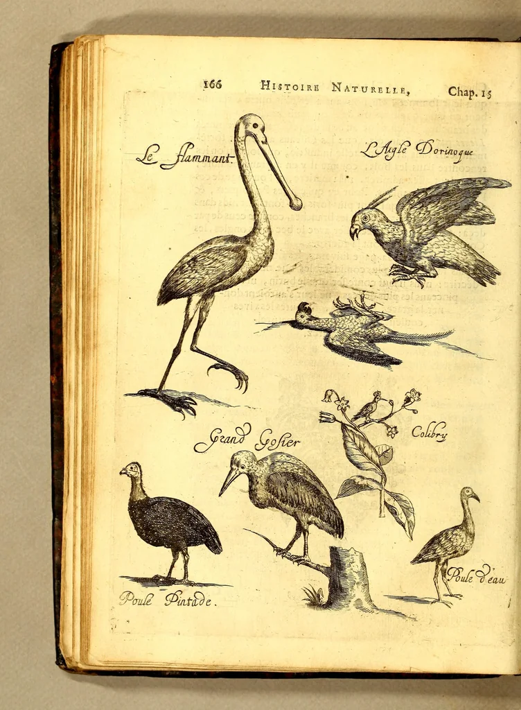 An illustration from Histoire naturelle et morale des iles Antilles de l'Amerique. : Enrichie de plusieurs belles figures des raretez les plus considerables qui y sont d'écrites. : Avec vn vocabulaire Caraïbe, 1658, leaf 186
