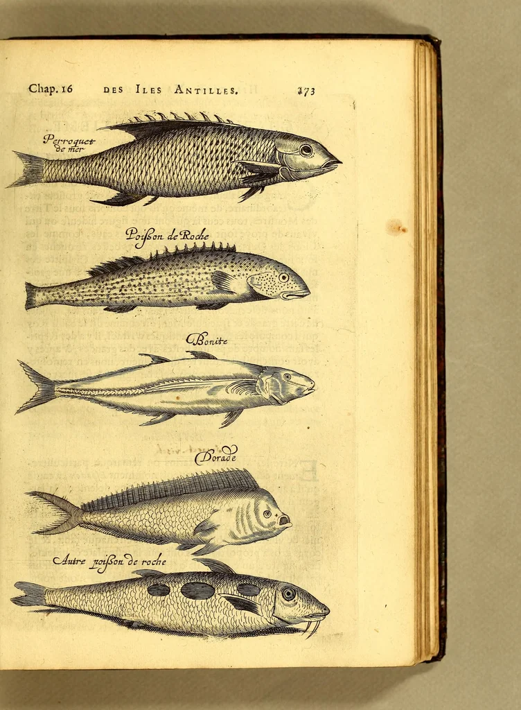 An illustration from Histoire naturelle et morale des iles Antilles de l'Amerique. : Enrichie de plusieurs belles figures des raretez les plus considerables qui y sont d'écrites. : Avec vn vocabulaire Caraïbe, 1658, leaf 193