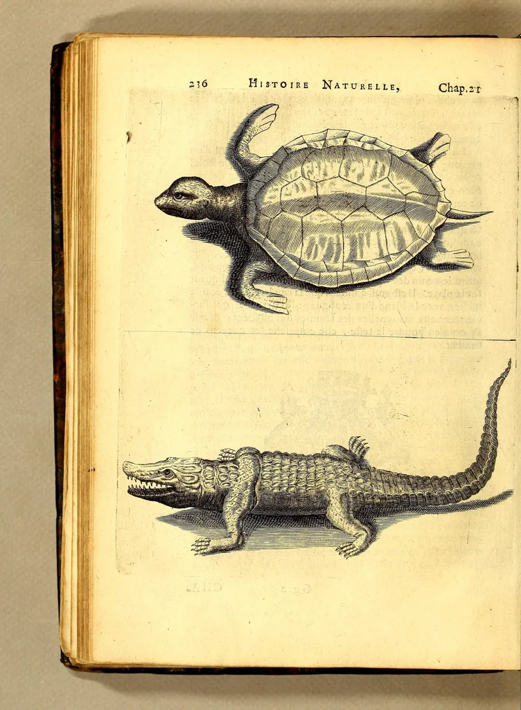 An illustration from Histoire naturelle et morale des iles Antilles de l'Amerique. : Enrichie de plusieurs belles figures des raretez les plus considerables qui y sont d'écrites. : Avec vn vocabulaire Caraïbe, 1658, leaf 256