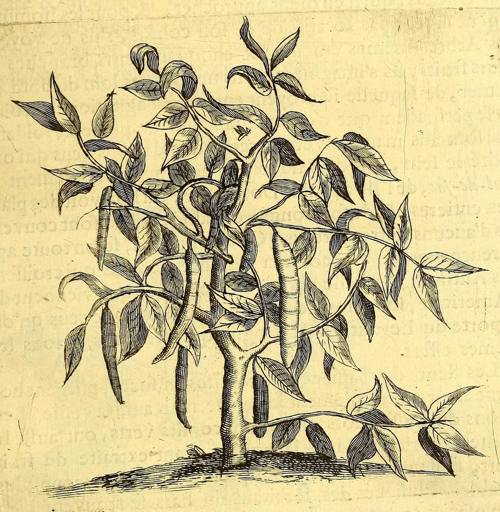 An illustration from Histoire naturelle et morale des iles Antilles de l'Amerique. : Enrichie de plusieurs belles figures des raretez les plus considerables qui y sont d'écrites. : Avec vn vocabulaire Caraïbe, 1658, leaf 97