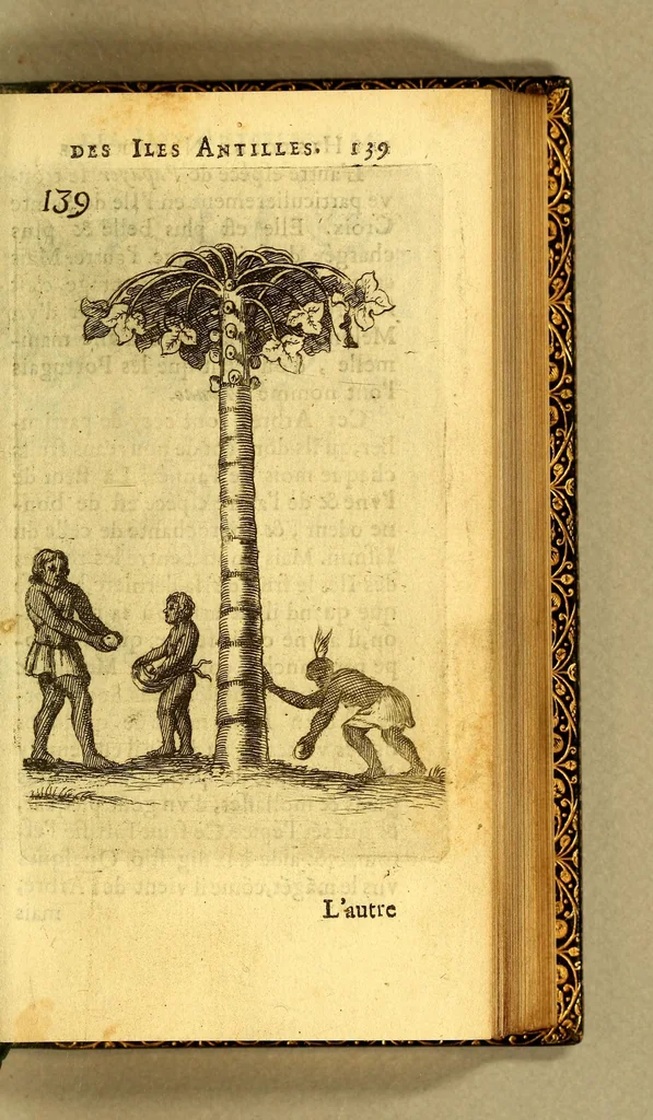 An illustration from Histoire naturelle des iles Antilles de l'Amerique:, 1667, leaf 207