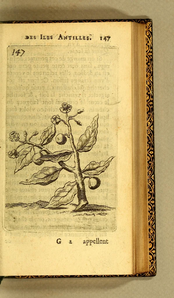 An illustration from Histoire naturelle des iles Antilles de l'Amerique:, 1667, leaf 215
