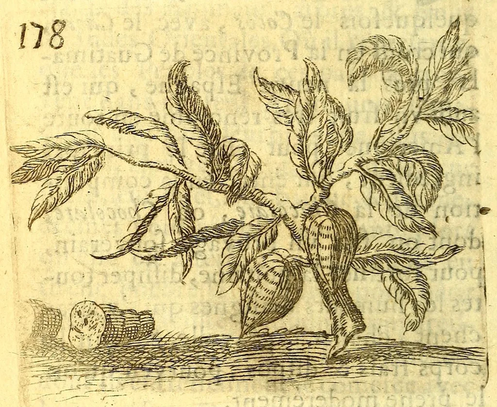 An illustration from Histoire naturelle des iles Antilles de l'Amerique:, 1667, leaf 246