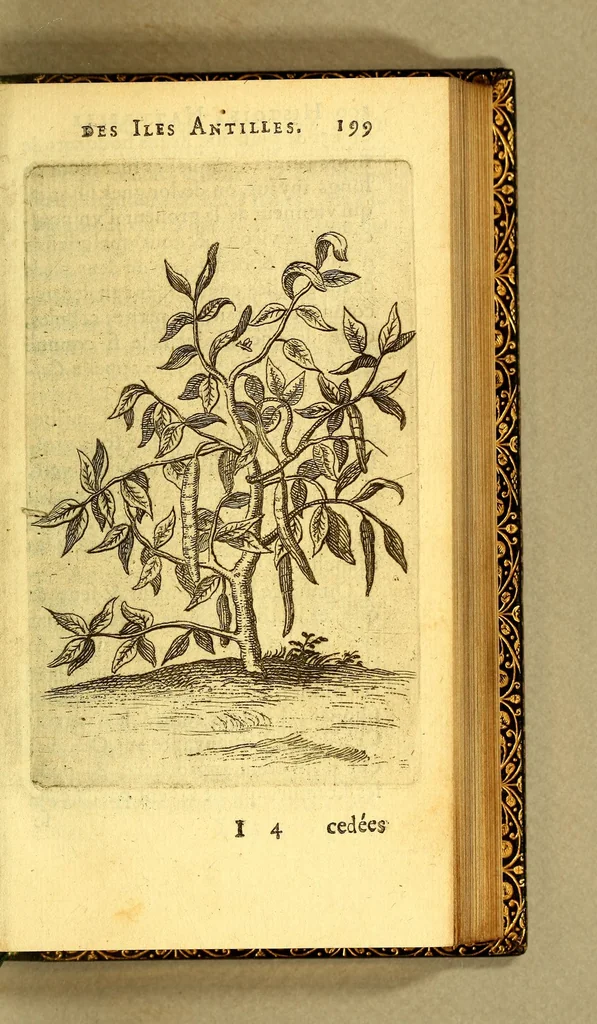 An illustration from Histoire naturelle des iles Antilles de l'Amerique:, 1667, leaf 267