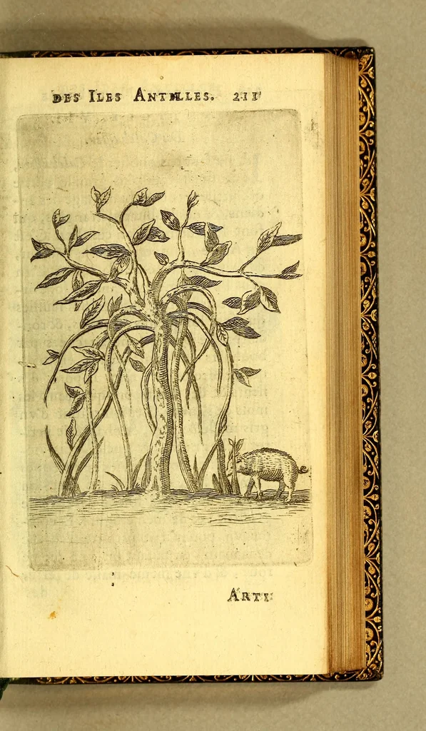 An illustration from Histoire naturelle des iles Antilles de l'Amerique:, 1667, leaf 279