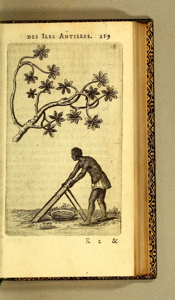 An illustration from Histoire naturelle des iles Antilles de l'Amerique:, 1667, leaf 287