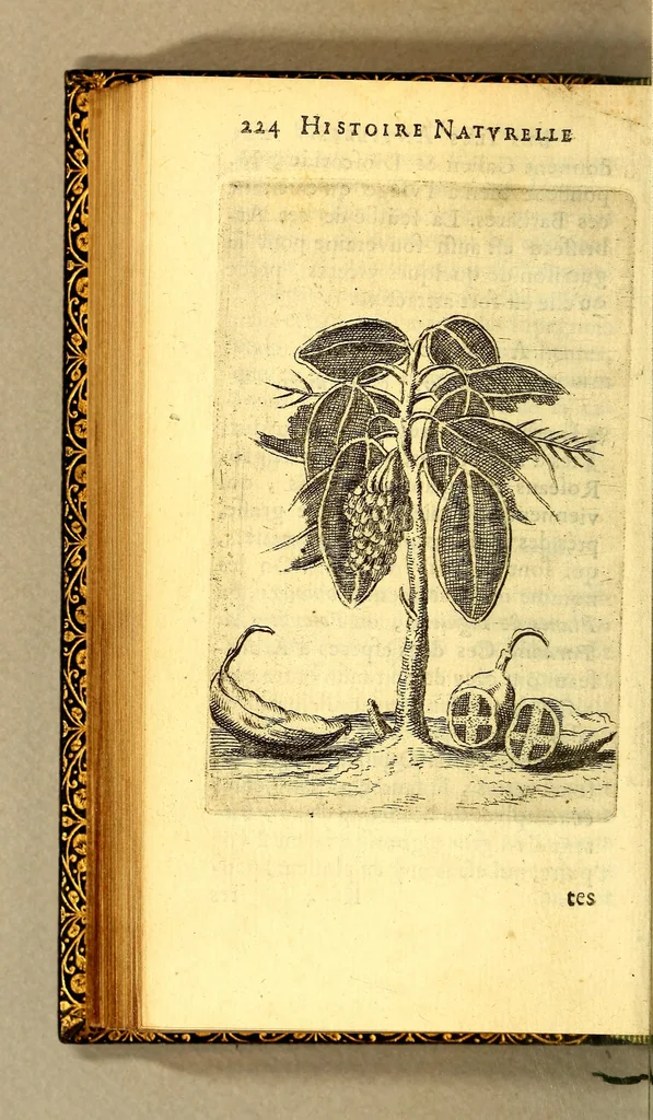An illustration from Histoire naturelle des iles Antilles de l'Amerique:, 1667, leaf 292