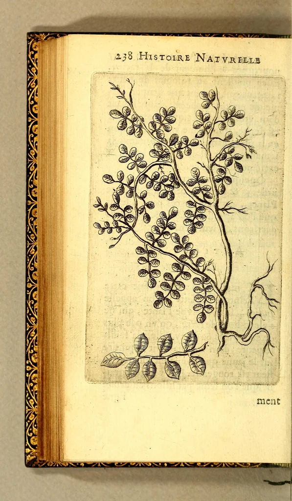 An illustration from Histoire naturelle des iles Antilles de l'Amerique:, 1667, leaf 306