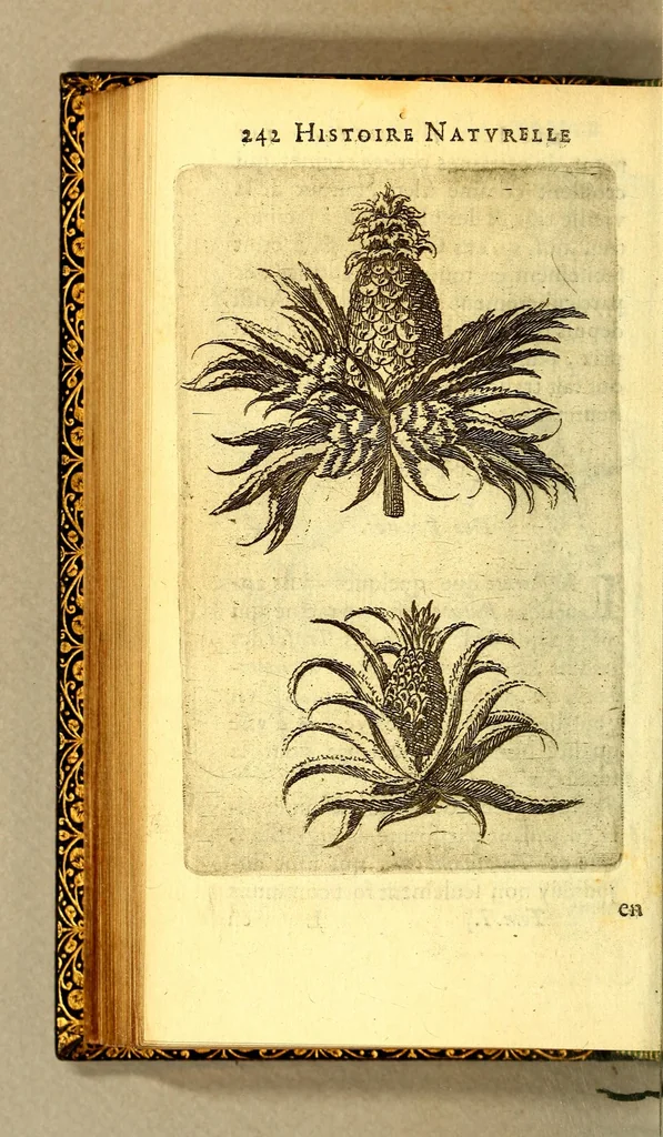 An illustration from Histoire naturelle des iles Antilles de l'Amerique:, 1667, leaf 310