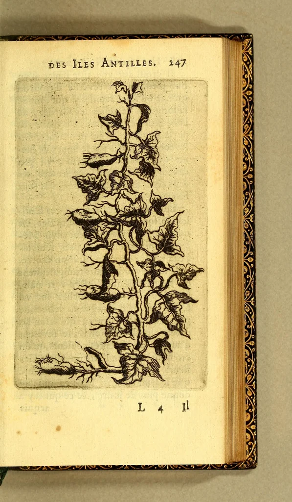 An illustration from Histoire naturelle des iles Antilles de l'Amerique:, 1667, leaf 315