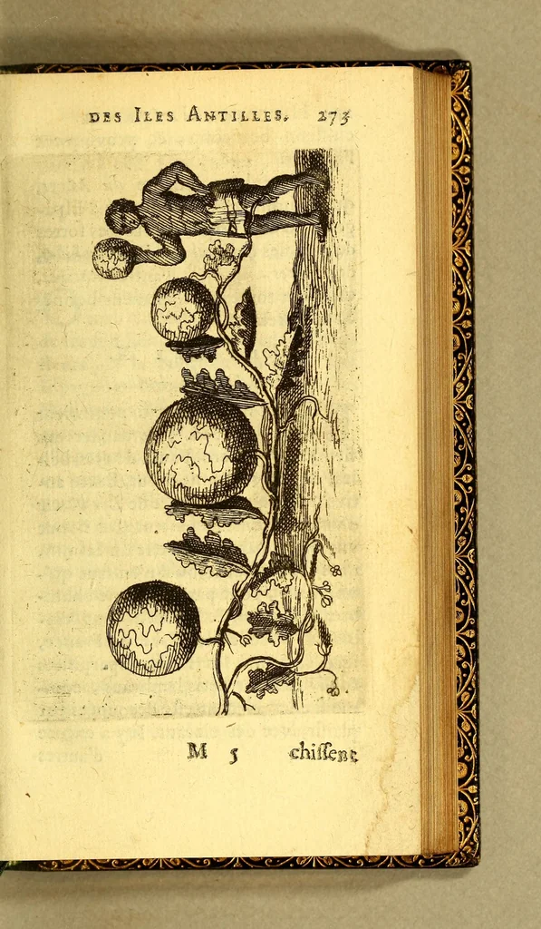 An illustration from Histoire naturelle des iles Antilles de l'Amerique:, 1667, leaf 341