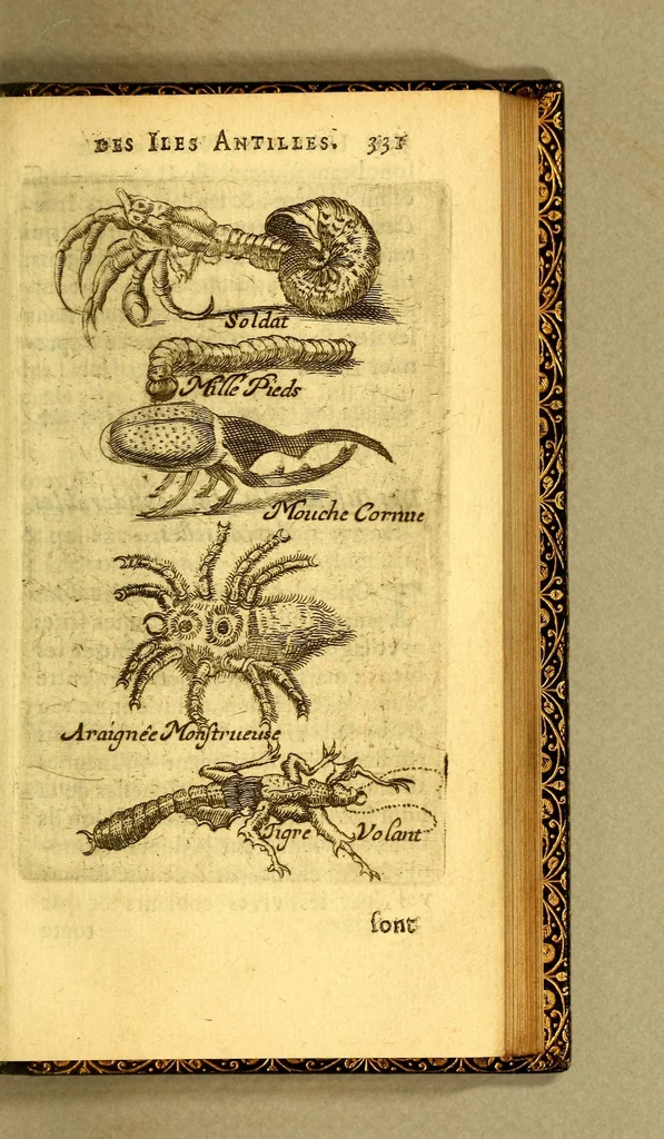 An illustration from Histoire naturelle des iles Antilles de l'Amerique:, 1667, leaf 399