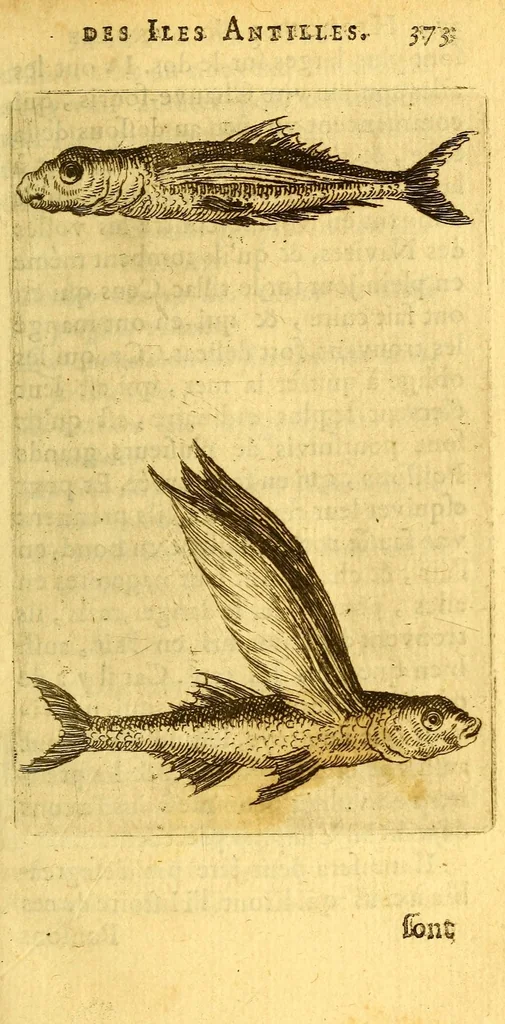 An illustration from Histoire naturelle des iles Antilles de l'Amerique:, 1667, leaf 441