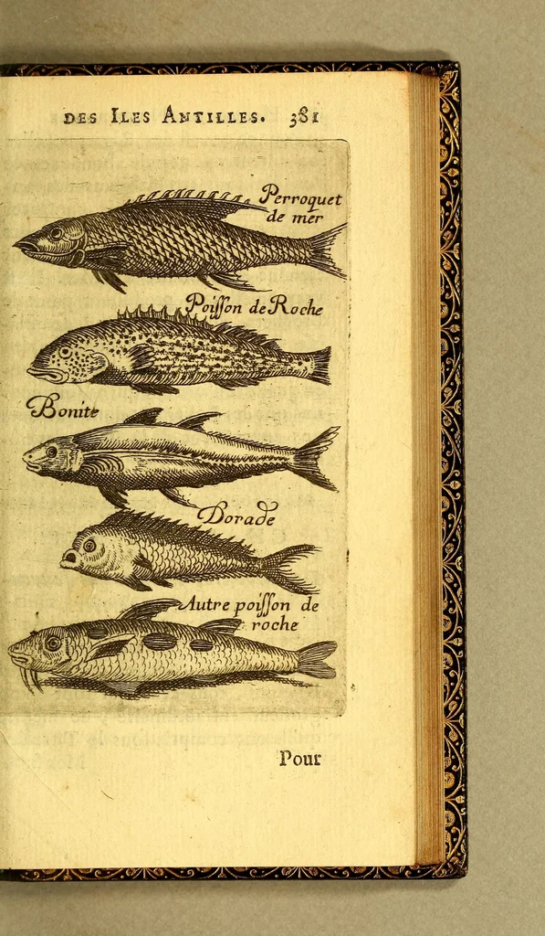 An illustration from Histoire naturelle des iles Antilles de l'Amerique:, 1667, leaf 449