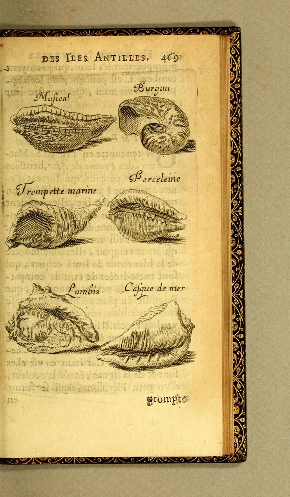 An illustration from Histoire naturelle des iles Antilles de l'Amerique:, 1667, leaf 539