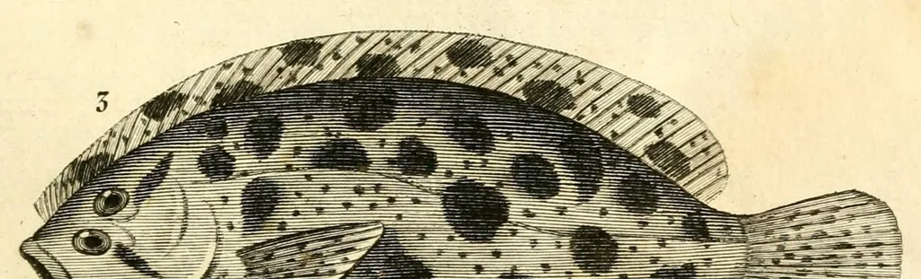 An illustration from Histoire naturelle des quadrupèdes-ovipares, 1819, leaf 479