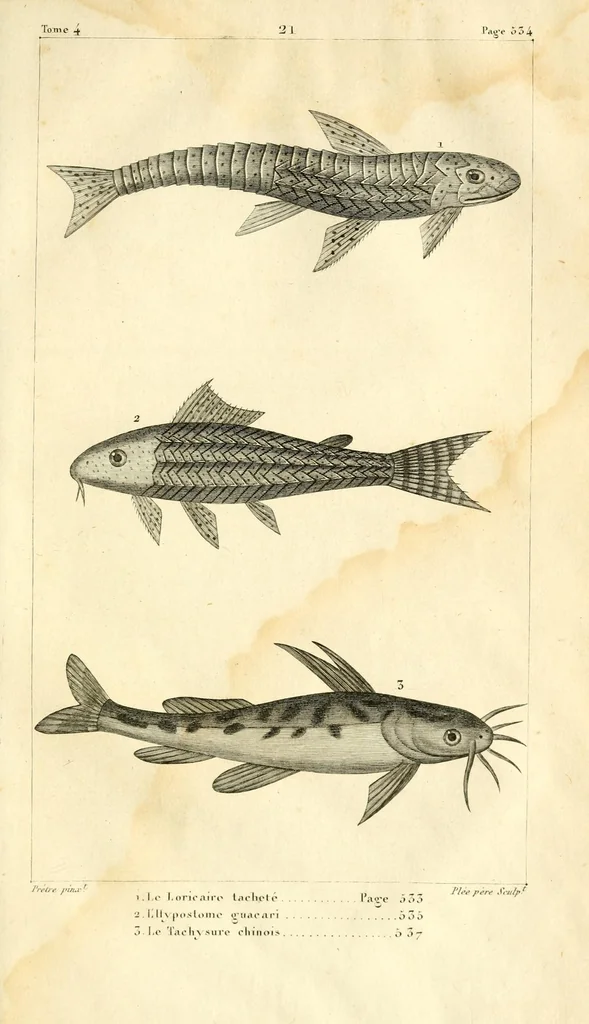 An illustration from Histoire naturelle des quadrupèdes-ovipares, 1819, leaf 627