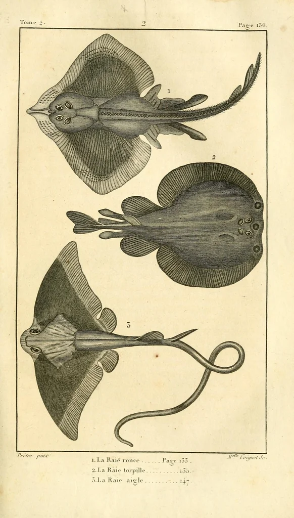 An illustration from Histoire naturelle des quadrupèdes-ovipares, 1819, leaf 153
