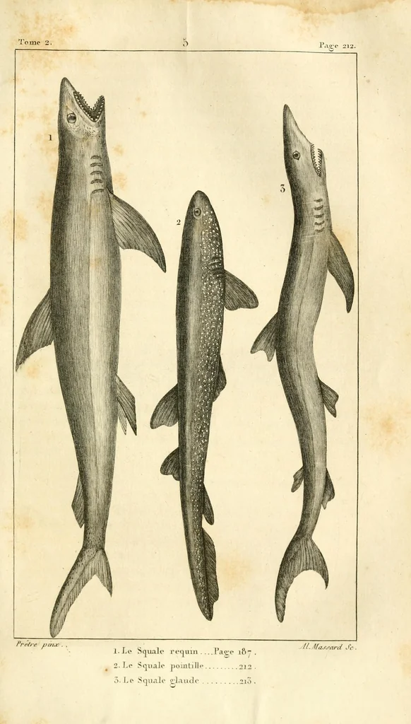 An illustration from Histoire naturelle des quadrupèdes-ovipares, 1819, leaf 241