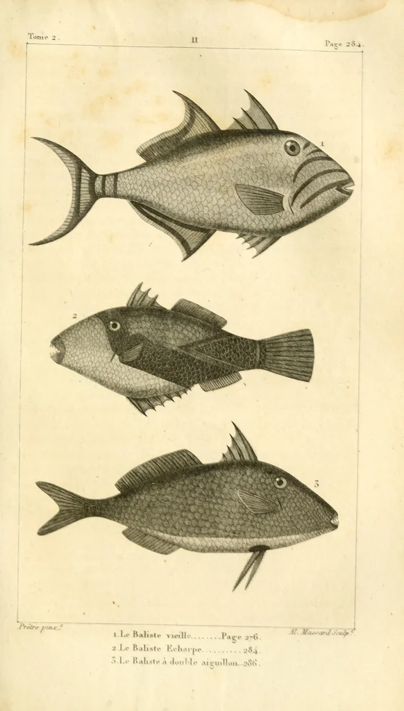 An illustration from Histoire naturelle des quadrupèdes-ovipares, 1819, leaf 335