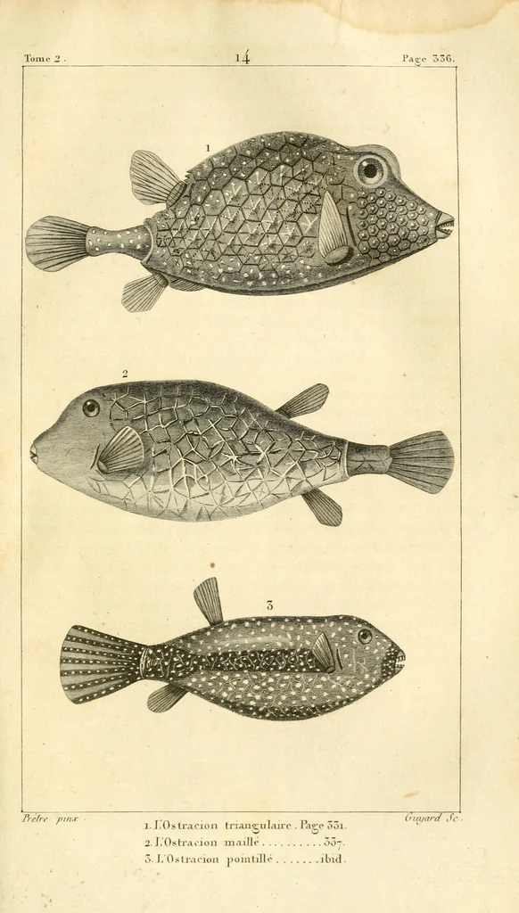 An illustration from Histoire naturelle des quadrupèdes-ovipares, 1819, leaf 399