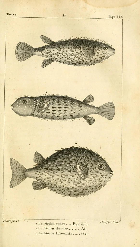 An illustration from Histoire naturelle des quadrupèdes-ovipares, 1819, leaf 457
