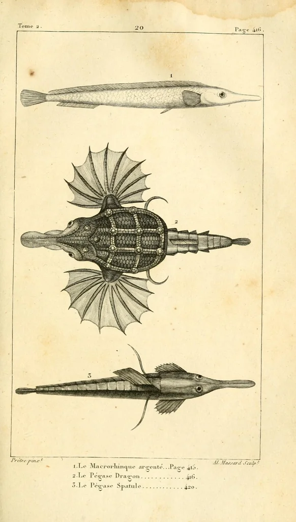 An illustration from Histoire naturelle des quadrupèdes-ovipares, 1819, leaf 503