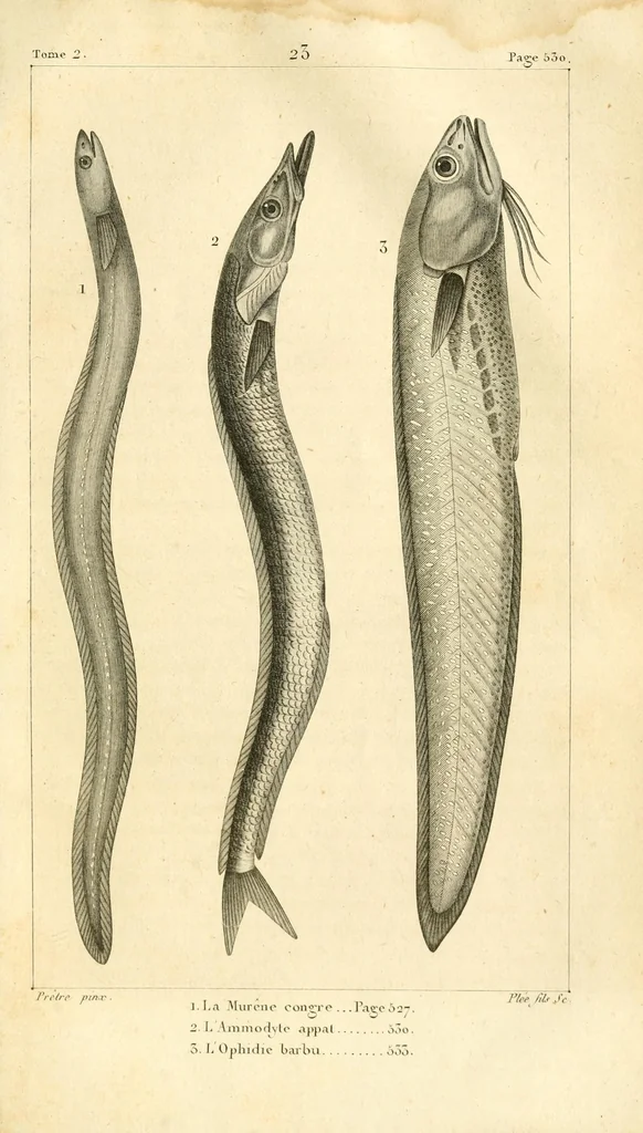 An illustration from Histoire naturelle des quadrupèdes-ovipares, 1819, leaf 629