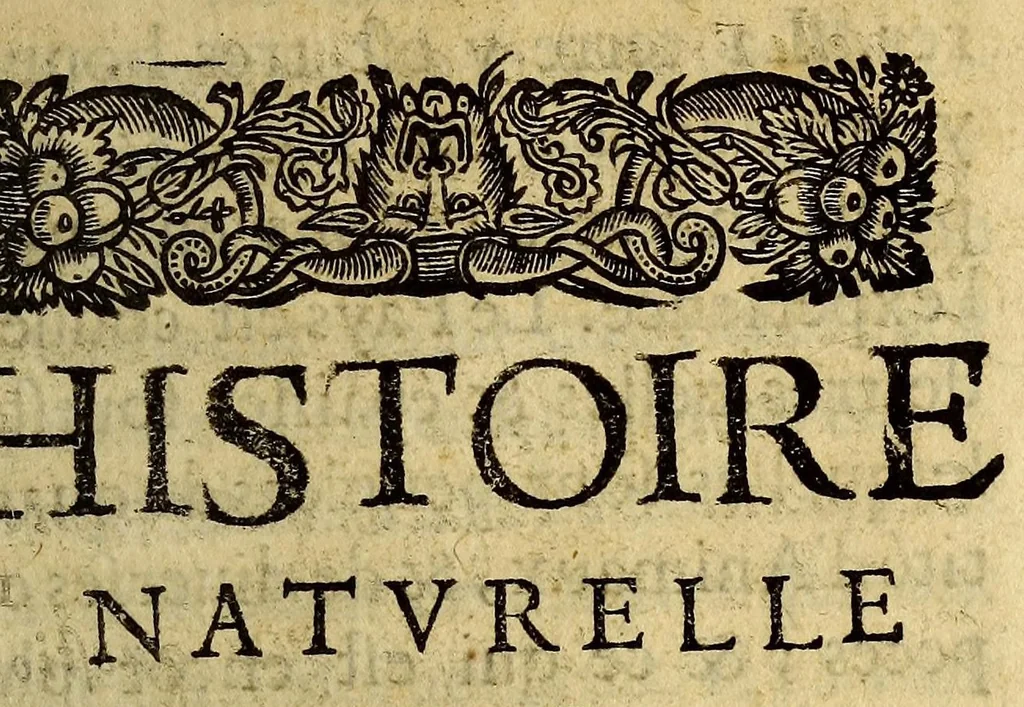 An illustration from Histoire veritable et naturelle des moeurs & productions du pays de la Nouuelle France, vulgairement dite le Canada., 1664, leaf 31