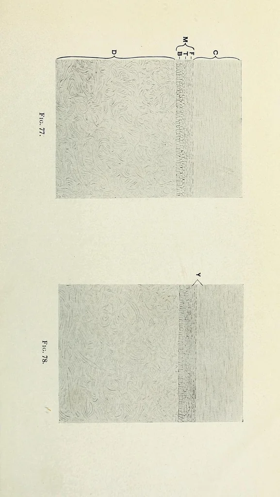 An illustration from Histological basis of shank colors in domestic fowl, 1914, leaf 21