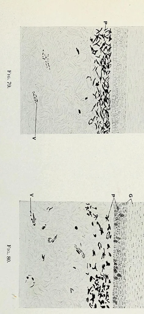 An illustration from Histological basis of shank colors in domestic fowl, 1914, leaf 23
