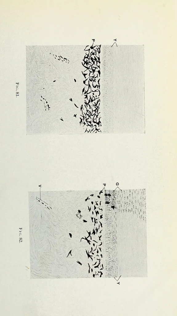 An illustration from Histological basis of shank colors in domestic fowl, 1914, leaf 25