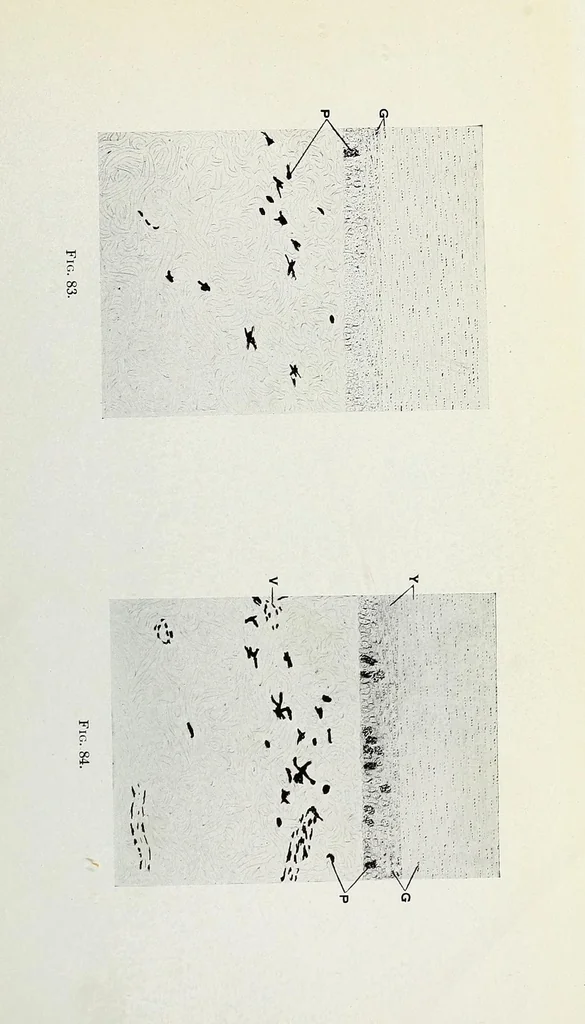 An illustration from Histological basis of shank colors in domestic fowl, 1914, leaf 27