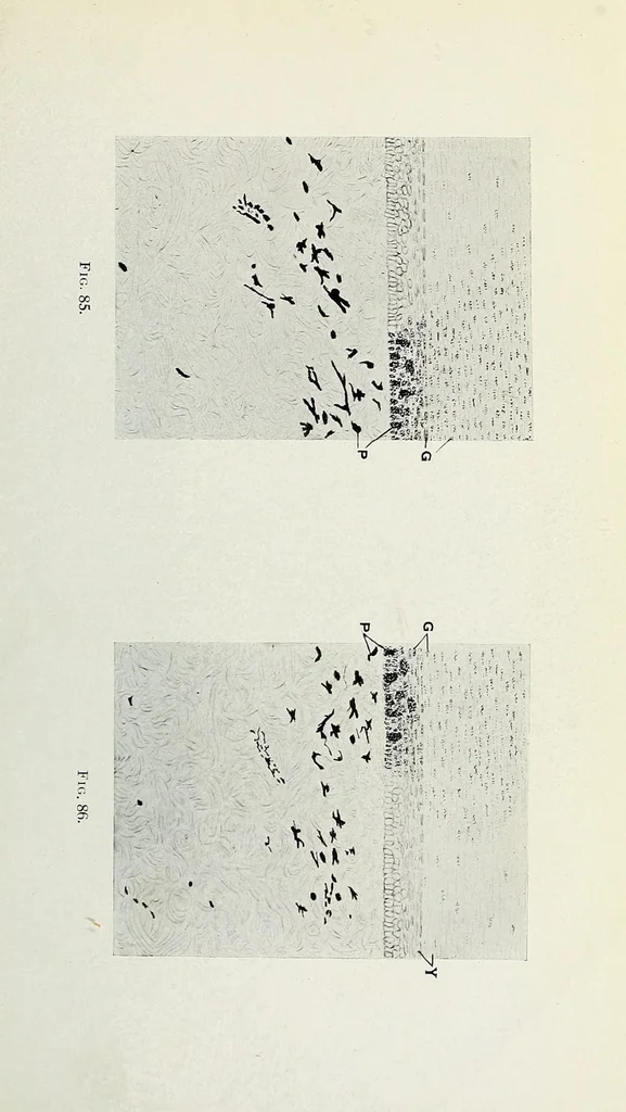 An illustration from Histological basis of shank colors in domestic fowl, 1914, leaf 29