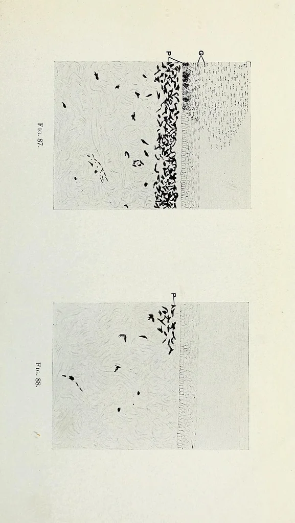 An illustration from Histological basis of shank colors in domestic fowl, 1914, leaf 31