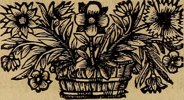 An illustration from Historia de la vida y hechos del emperador Carlos V. maximo : fortissimo, rey catholico de España, y de las Indias, islas, y tierra firme del mar oceano, &c, 1681, leaf 337