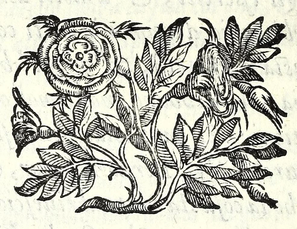 An illustration from Historia della guerra fra Turchi, et Persiani, 1594, leaf 116