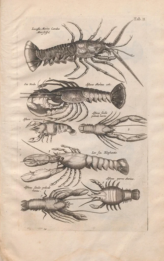 An illustration from Historiae naturalis de exanguibus aquaticis libri IV : cum figuris Æneis/ Johannes Jonstonus, 1665, leaf 67