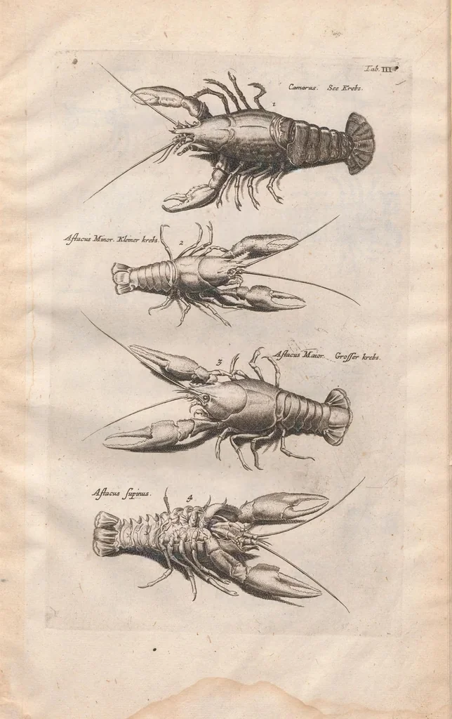 An illustration from Historiae naturalis de exanguibus aquaticis libri IV : cum figuris Æneis/ Johannes Jonstonus, 1665, leaf 69
