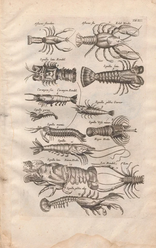 An illustration from Historiae naturalis de exanguibus aquaticis libri IV : cum figuris Æneis/ Johannes Jonstonus, 1665, leaf 71