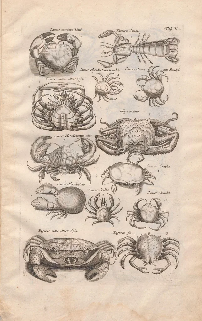 An illustration from Historiae naturalis de exanguibus aquaticis libri IV : cum figuris Æneis/ Johannes Jonstonus, 1665, leaf 73