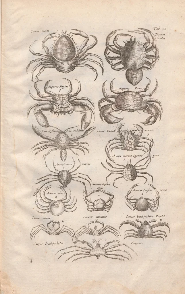 An illustration from Historiae naturalis de exanguibus aquaticis libri IV : cum figuris Æneis/ Johannes Jonstonus, 1665, leaf 75