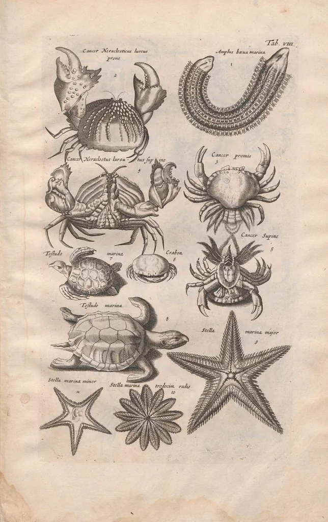 An illustration from Historiae naturalis de exanguibus aquaticis libri IV : cum figuris Æneis/ Johannes Jonstonus, 1665, leaf 79