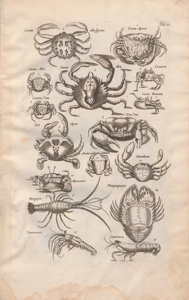 An illustration from Historiae naturalis de exanguibus aquaticis libri IV : cum figuris Æneis/ Johannes Jonstonus, 1665, leaf 81