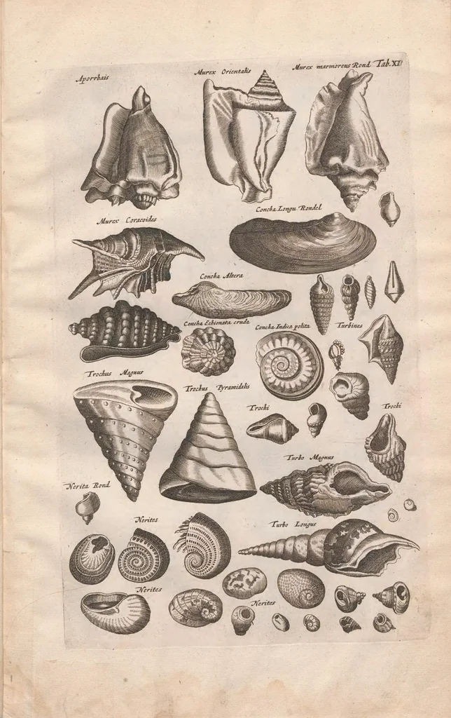 An illustration from Historiae naturalis de exanguibus aquaticis libri IV : cum figuris Æneis/ Johannes Jonstonus, 1665, leaf 85