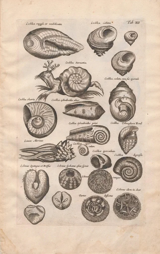 An illustration from Historiae naturalis de exanguibus aquaticis libri IV : cum figuris Æneis/ Johannes Jonstonus, 1665, leaf 87