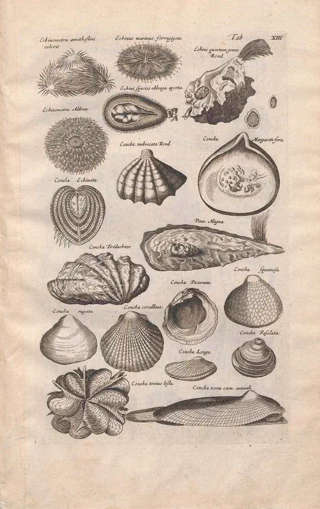 An illustration from Historiae naturalis de exanguibus aquaticis libri IV : cum figuris Æneis/ Johannes Jonstonus, 1665, leaf 89
