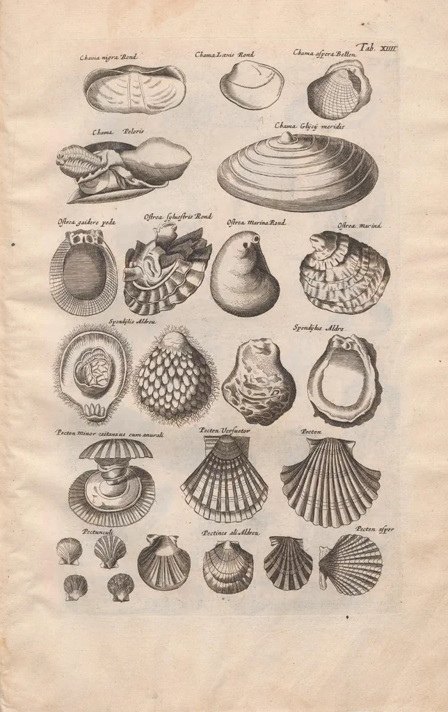 An illustration from Historiae naturalis de exanguibus aquaticis libri IV : cum figuris Æneis/ Johannes Jonstonus, 1665, leaf 91