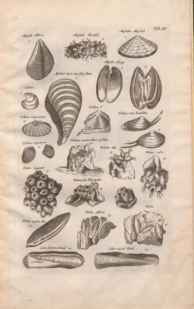 An illustration from Historiae naturalis de exanguibus aquaticis libri IV : cum figuris Æneis/ Johannes Jonstonus, 1665, leaf 93