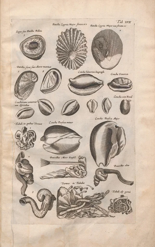 An illustration from Historiae naturalis de exanguibus aquaticis libri IV : cum figuris Æneis/ Johannes Jonstonus, 1665, leaf 97